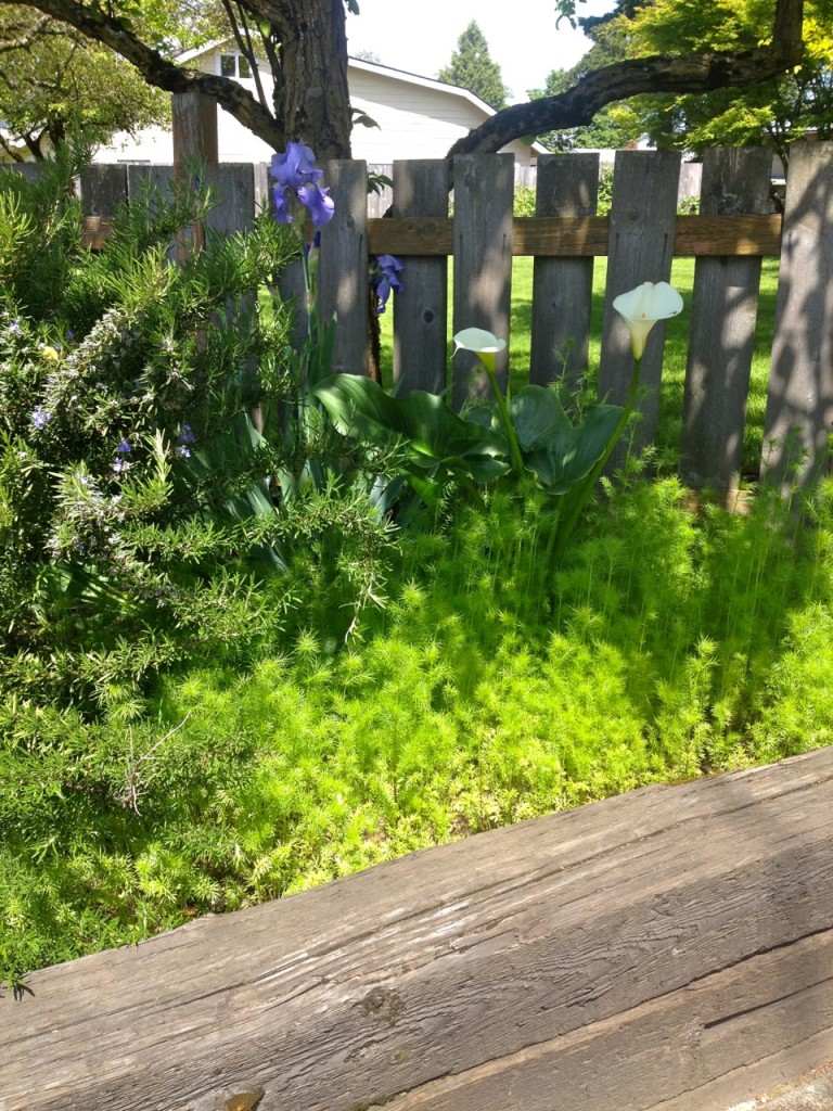 Rosemary, irises, calla lilies, and fuzzy looking greenery